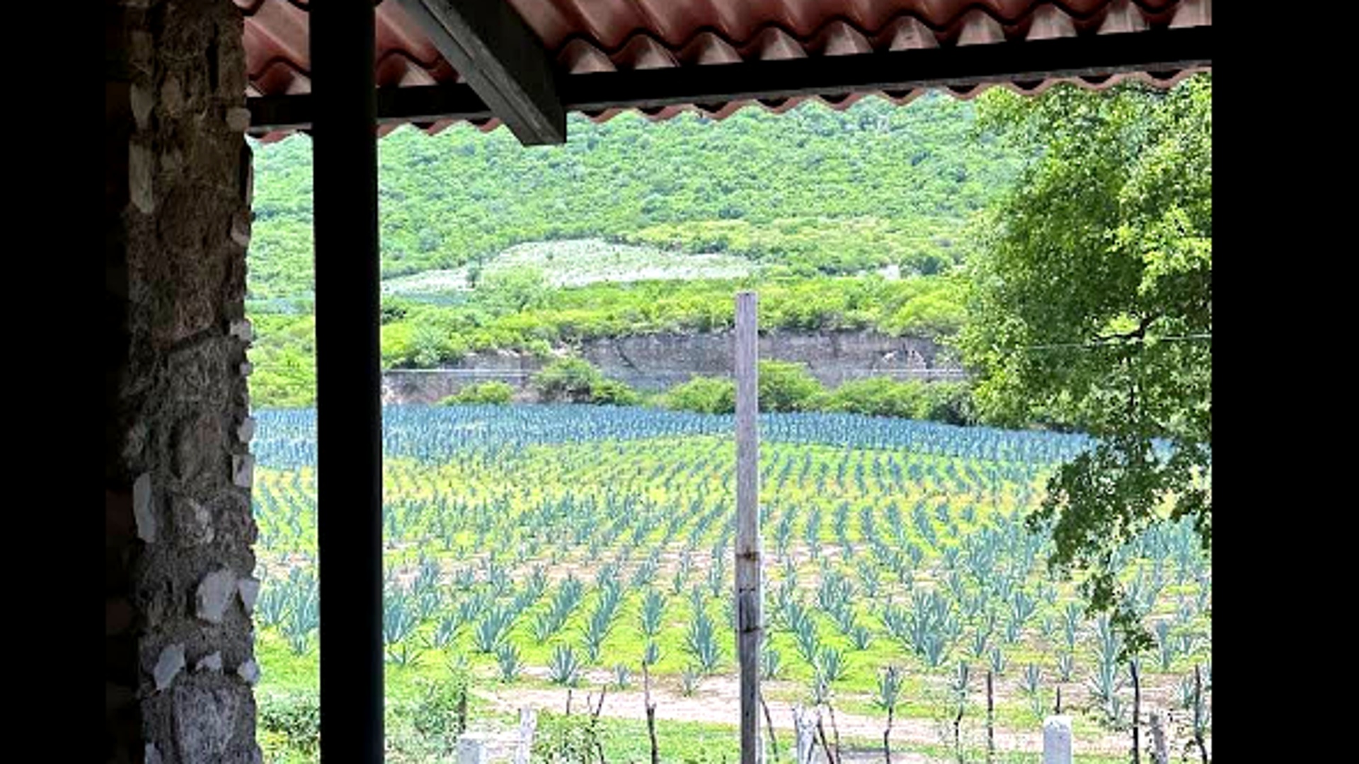 Campo de agaves Zumbón